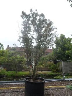 Amerikaanse Kornoelje (Cornus Florida 'Rubra') 15 Amerikaanse Kornoelje (Cornus Florida 'Rubra') -Planten Verkoopwinkel cornus florida rubra 400 500 c750