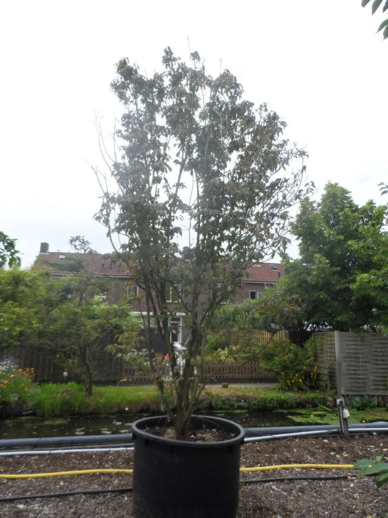 Amerikaanse Kornoelje (Cornus Florida 'Rubra') 6 Amerikaanse Kornoelje (Cornus Florida 'Rubra') - Afbeelding 6