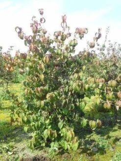 Kornoelje (Cornus Kousa 'China Girl') 23 Kornoelje (Cornus Kousa 'China Girl') -Planten Verkoopwinkel cornus kousa 180 2