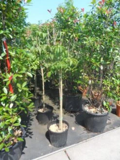 Japanse Kornoelje (Cornus Kousa) -Planten Verkoopwinkel cornus kousa satomi 100stam c20