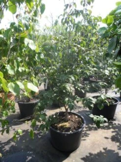 Japanse Kornoelje (Cornus Kousa) -Planten Verkoopwinkel cornus kousa satomi 150 175 200 1