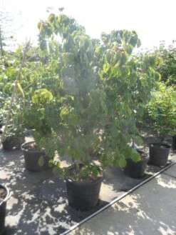 Japanse Kornoelje (Cornus Kousa) -Planten Verkoopwinkel cornus kousa satomi 200 225 1