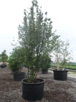 Gele Kornoelje (Cornus Mas) -Planten Verkoopwinkel cornus mas 400 500 c750 2