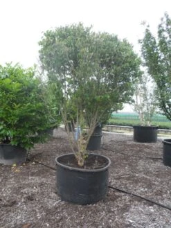 Gele Kornoelje (Cornus Mas) -Planten Verkoopwinkel cornus mas ombrella c600