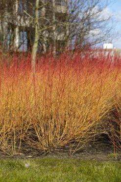 Kornoelje (Cornus Sanguinea 'Midwinter Fire') -Planten Verkoopwinkel cornus sanguinea midwinter fire02