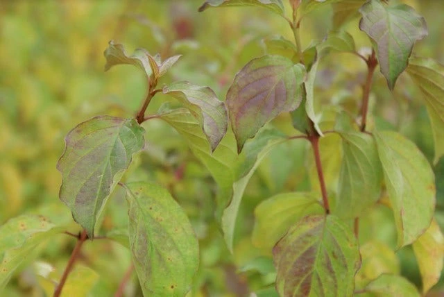 Kornoelje (Cornus Sanguinea 'Winter Beauty) 2 Kornoelje (Cornus Sanguinea 'Winter Beauty) - Afbeelding 2