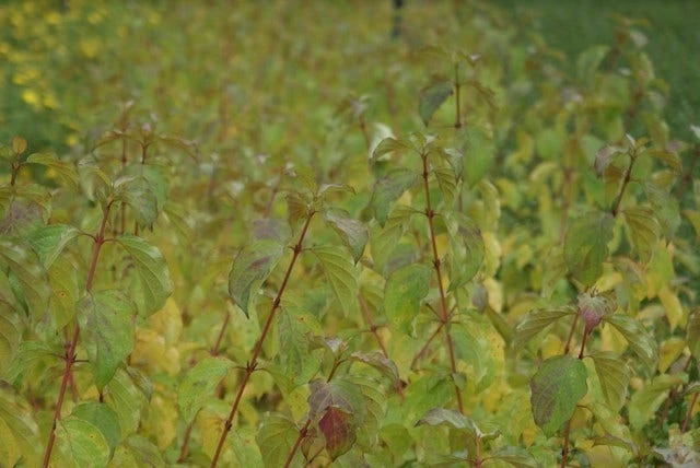 Kornoelje (Cornus Sanguinea 'Winter Beauty) 7 Kornoelje (Cornus Sanguinea 'Winter Beauty) - Afbeelding 7