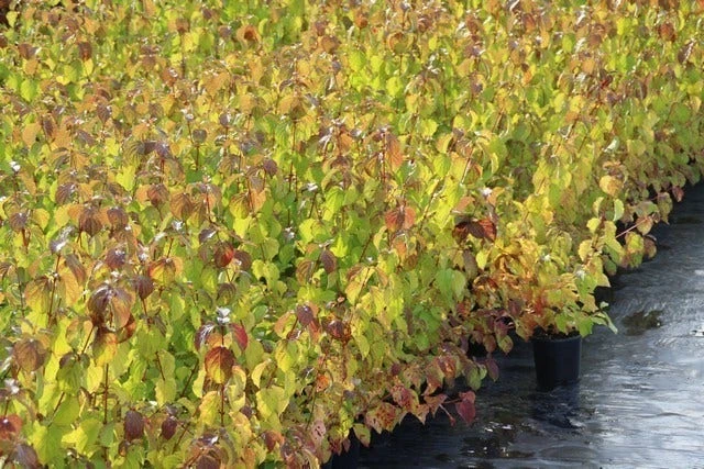 Kornoelje (Cornus Sanguinea 'Winter Beauty) 8 Kornoelje (Cornus Sanguinea 'Winter Beauty) - Afbeelding 8