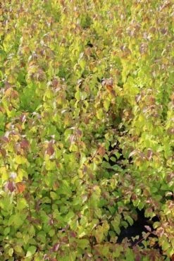 Kornoelje (Cornus Sanguinea 'Winter Beauty) 17 Kornoelje (Cornus Sanguinea 'Winter Beauty) -Planten Verkoopwinkel cornus winter beauty 2 1