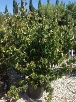 Japanse Kornoelje (Cornus Kousa 'Weisse Fontaine') -Planten Verkoopwinkel cornuskousa125 1