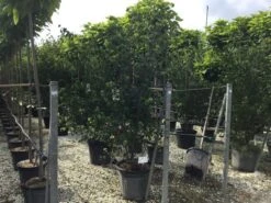 Japanse Kornoelje (Cornus Kousa 'Weisse Fontaine') -Planten Verkoopwinkel cornuskousa175 1