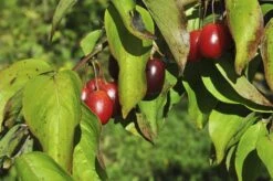 Gele Kornoelje (Cornus Mas) 7 Gele Kornoelje (Cornus Mas) -Planten Verkoopwinkel cornusmas vruchtv01 3