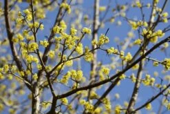 Gele Kornoelje (Cornus Mas)