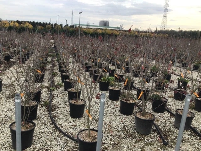 Kornoelje (Cornus Kousa 'Teutonia') 2 Kornoelje (Cornus Kousa 'Teutonia') - Afbeelding 2