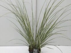Dwerg Pampasgras (Cortaderia Selloana 'Mini Goldpampas') -Planten Verkoopwinkel cortaderia mini goldpampas v5 1