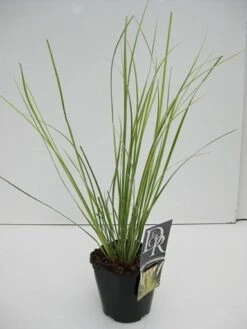 Dwerg Pampasgras (Cortaderia Selloana 'Mini Goldpampas') -Planten Verkoopwinkel cortaderia mini goldpampas v2 1