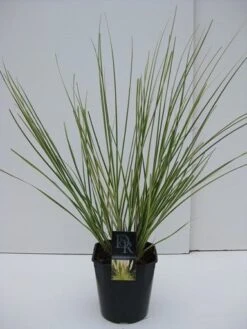 Dwerg Pampasgras (Cortaderia Selloana 'Mini Goldpampas') -Planten Verkoopwinkel cortaderia mini goldpampas v5 1