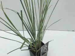 Dwergpampasgras (Cortaderia Selloana 'Mini Silverpampas') -Planten Verkoopwinkel cortaderia mini silverpampas v2 2