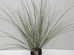 Dwergpampasgras (Cortaderia Selloana 'Mini Silverpampas') -Planten Verkoopwinkel cortaderia mini silverpampas v5 2