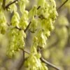 Schijnhazelaar (Corylopsis Spicata) -Planten Verkoopwinkel corylopsis spicata