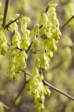 Schijnhazelaar (Corylopsis Spicata)