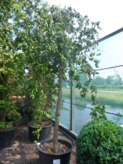 Kronkelhazelaar Als Boom (Corylus Avellana 'Contorta') -Planten Verkoopwinkel corylus avellana contorta 20 25ho c160 2