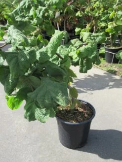 Kronkelhazelaar (Corylus Avellana 'Contorta') -Planten Verkoopwinkel corylus avellana contorta 1