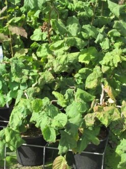 Kronkelhazelaar (Corylus Avellana 'Contorta') -Planten Verkoopwinkel corylus avellana contorta 2