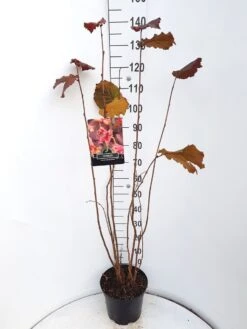 Hazelaar/Hazelnoot (Corylus Avellana 'Rode Zellernoot') -Planten Verkoopwinkel corylus rode zellernoot c10 v01 1