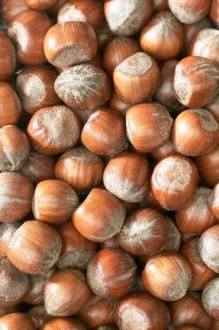 Hazelaar/Hazelnoot (Corylus Avellana 'Halle'sche Riesen') -Planten Verkoopwinkel corylushazelnotenv01 5