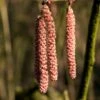 Hazelaar/Hazelnoot (Corylus Avellana 'Rode Zellernoot') -Planten Verkoopwinkel corylusrodezellernootv01