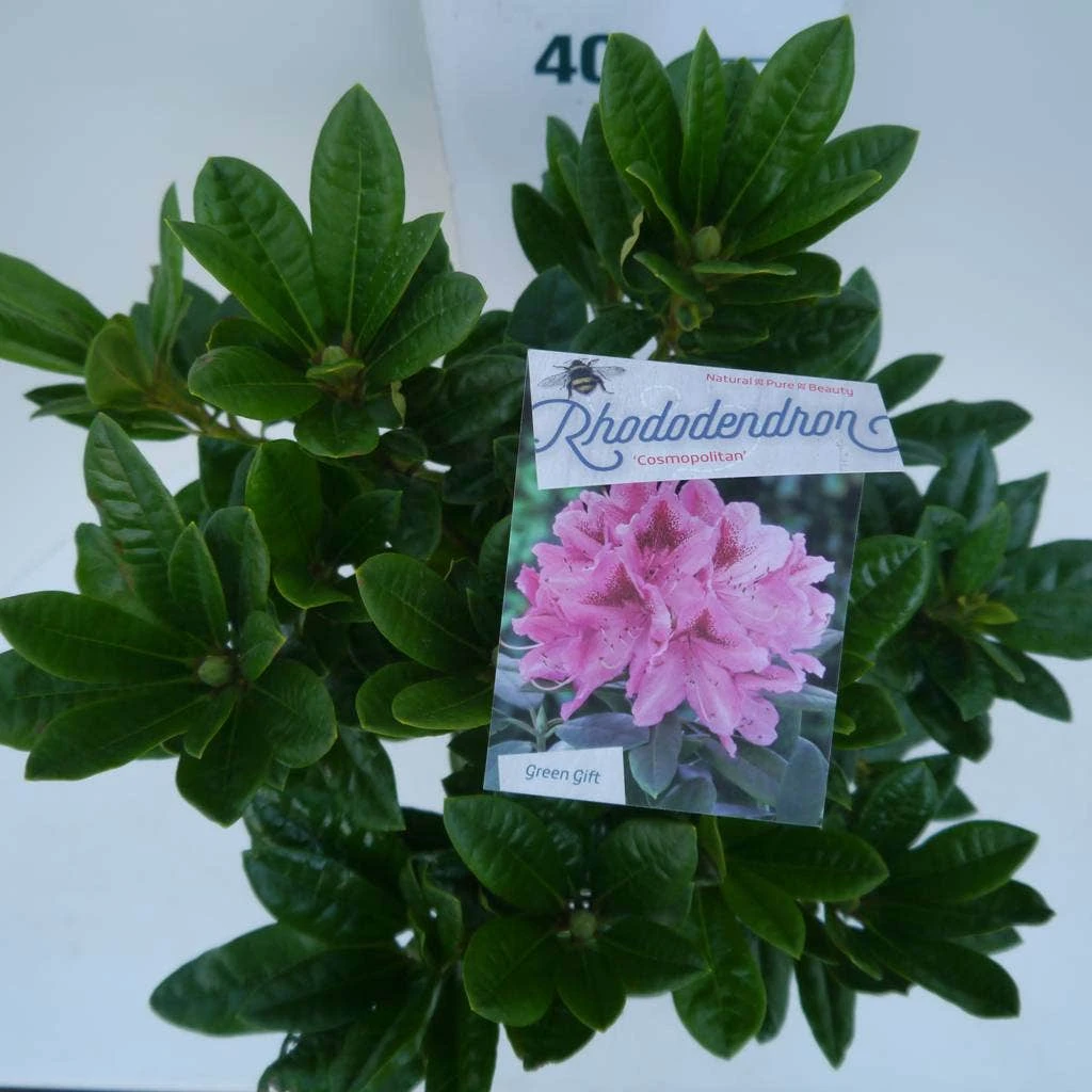 Rhododendron (Rhododendron 'Cosmopolitan') 2 Rhododendron (Rhododendron 'Cosmopolitan') - Afbeelding 2