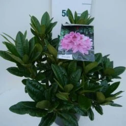 Rhododendron (Rhododendron 'Cosmopolitan') -Planten Verkoopwinkel cosmopolitan c5 zij
