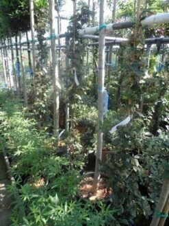 Dwergmispel (Cotoneaster Lacteus) -Planten Verkoopwinkel cotoneaster lacteus c10 100 150 1 2