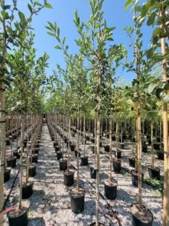 Meidoorn Als Boom (Crataegus Lavallei 'Carrierei') -Planten Verkoopwinkel crataegus carreirie 1