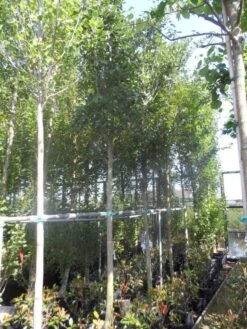 Meidoorn Als Boom (Crataegus Lavallei 'Carrierei') -Planten Verkoopwinkel crataegus lavallei carrierei 14 16ho cont