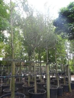 Rode Meidoorn (Crataegus Laevigata 'Paul's Scarlet') -Planten Verkoopwinkel crataegus media paul s scarlet 25 30ho c350 1