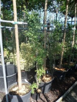 Meidoorn Als Boom (Crataegus Monogyna 'Stricta') -Planten Verkoopwinkel crataegus monogyna 125 150 175 c7