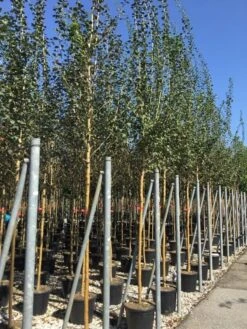 Rode Meidoorn (Crataegus Laevigata 'Paul's Scarlet') -Planten Verkoopwinkel crataegus paul scarlet 1