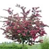 Rode Meidoorn (Crataegus Laevigata 'Paul's Scarlet') -Planten Verkoopwinkel crataegus x media paul s scarlet01 3