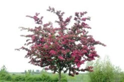 Rode Meidoorn Als Leiboom (Crataegus 'Paul's Scarlet') -Planten Verkoopwinkel crataegus x media paul s scarlet01 1 1