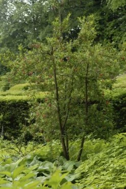 Chileense Lantaarnboom (Crinodendron Hookerianum) 7 Chileense Lantaarnboom (Crinodendron Hookerianum) -Planten Verkoopwinkel crinodendron