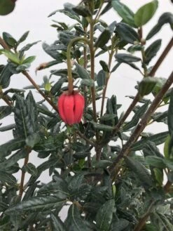 Chileense Lantaarnboom (Crinodendron Hookerianum) -Planten Verkoopwinkel crinodendron hookerianum c20 1 1 1