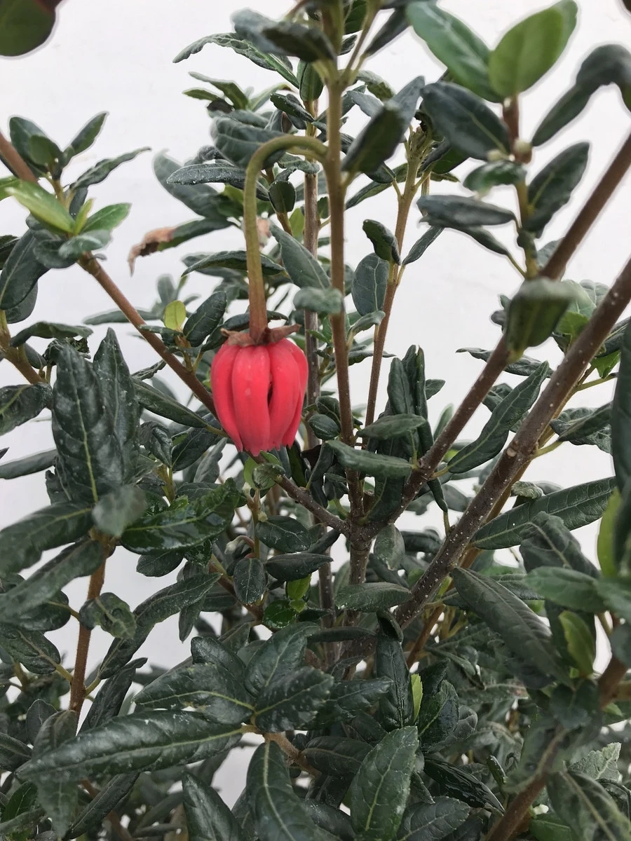 Chileense Lantaarnboom (Crinodendron Hookerianum) 3 Chileense Lantaarnboom (Crinodendron Hookerianum) - Afbeelding 3