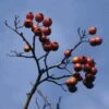 Meidoorn Als Boom (Crataegus Lavallei 'Carrierei') -Planten Verkoopwinkel crlcarri 11 1
