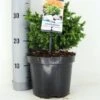 Japanse Dwergcipres (Cryptomeria Japonica 'Vilmoriniana') -Planten Verkoopwinkel cryptomeria jap. vilmoriniana c3 m