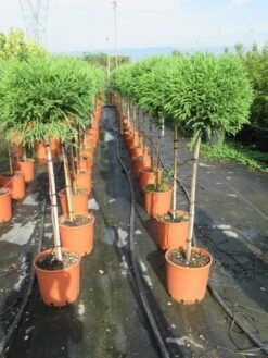 Sikkelden Op Stam (Cryptomeria Japonica 'Globosa Nana') -Planten Verkoopwinkel cryptomeria japonica globosa nana 100 cm stam