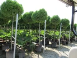 Sikkelden Op Stam (Cryptomeria Japonica 'Globosa Nana') -Planten Verkoopwinkel cryptomeria japonica globosa nana 2