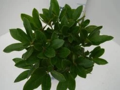 Rhododendron (Rhododendron 'Cunningham White') -Planten Verkoopwinkel cun white c2 boven 1