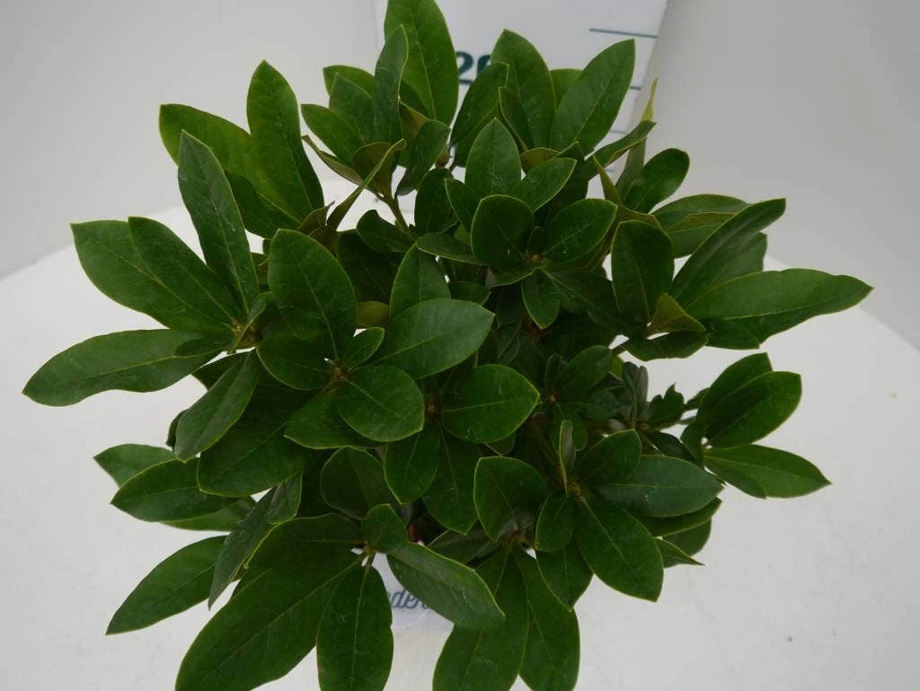 Rhododendron (Rhododendron 'Cunningham White') 5 Rhododendron (Rhododendron 'Cunningham White') - Afbeelding 5